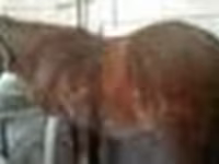 घोड़ी, Kazakh horse — फ़ोटो 6