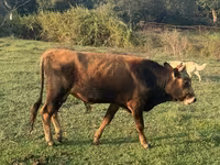 Bulle, Rinder — Foto 2