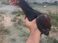 Chickens — photo 2