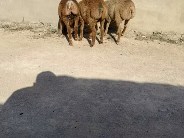 Schaf, Schafe