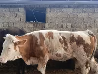 Kuh, Simmental cattle — Foto 4
