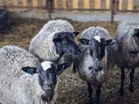 母羊, Romanov sheep — 照片 1