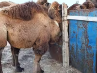 ناقة, Kazakh Bactrian camel — الصورة 1