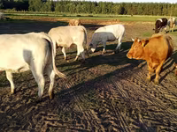 Kuh, Charolais cattle — Foto 1