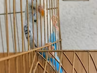 Məhsul: dalmatin və klassik rəng kombinasiyalarında nimfa/budgerigar — foto 4
