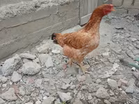 Chickens — Foto 2