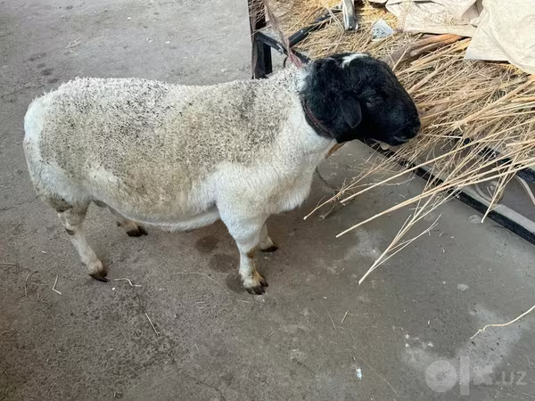 公羊, Dorper sheep