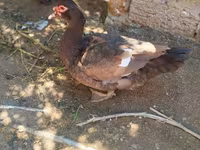 Ducks — 照片 3