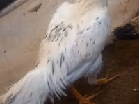 Chickens — الصورة 5