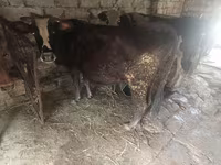गाय, मवेशी — फ़ोटो 1