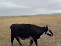 Vaca, Ganado vacuno — foto 5