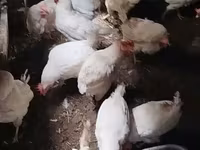 Chickens — foto 2