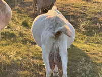 Billy Goat, Goats — photo 5