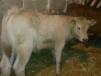 Cow, Cattle — photo 8
