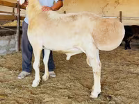 كبش, الأغنام — الصورة 1