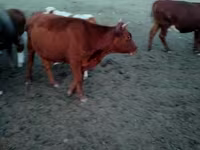 Vaca, Vaca kazaja de cabeza blanca — foto 2