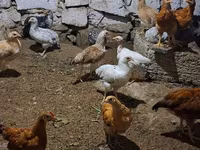 Chickens — الصورة 3