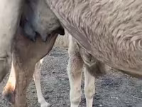 ناقة, Kazakh Bactrian camel — الصورة 7