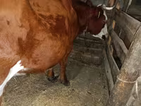Корова, Simmental cattle — фото 1