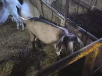 Ziege, Saanen goat — Foto 5