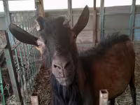 Ziege, Saanen goat — Foto 1