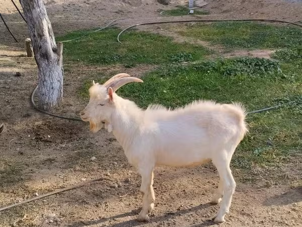 Ziegenbock, Saanen goat