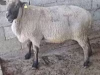 كبش, Hampshire sheep — الصورة 2