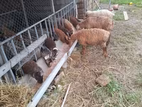 Sheep (batch, sex not specified), Sheep — photo 2