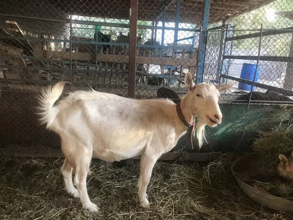 公山羊, Saanen goat