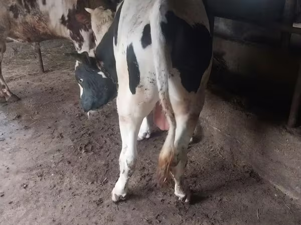 Bulle, Russian Black pied cattle