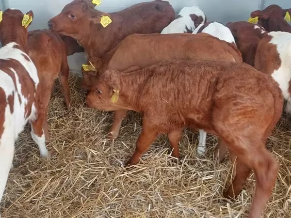 Buğa, Simmental cattle
