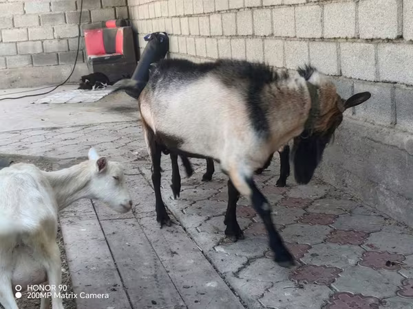 公山羊, Alpine goat