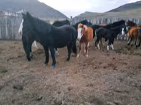 Caballo, Caballos — foto 4
