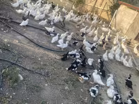 Geese — फ़ोटो 5