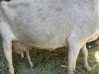 Echki, Echkilar — 2-rasm