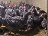 Chickens — फ़ोटो 2