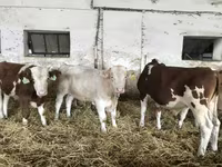 Buqa, Simmental cattle — 2-rasm