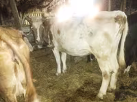 母牛, Cattle — 照片 3