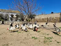 Chickens — foto 4