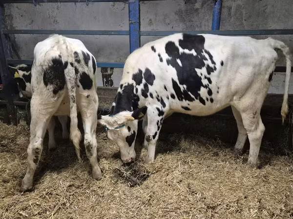 Kuh, Russian Black pied cattle