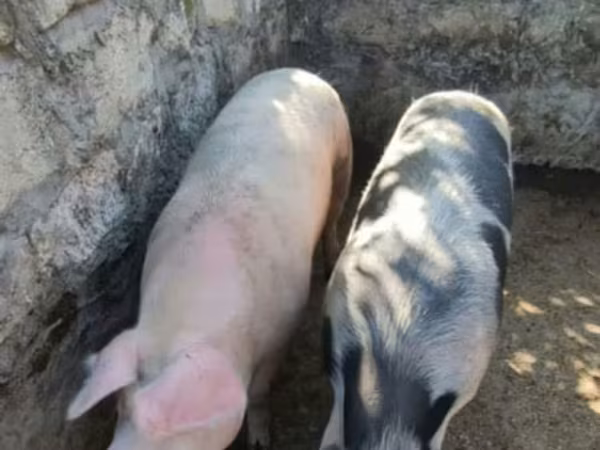 Vând 1 porc(la alegere) la 55 lei kg