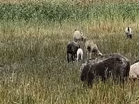 Schaf, Romanov sheep — Foto 4