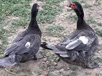 Ducks — 4-сурет