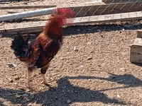 Chickens — Foto 5