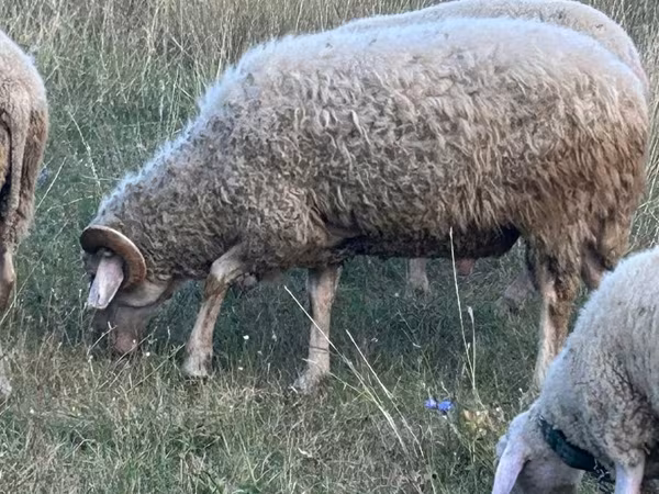 Widder, Assaf sheep
