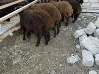 Qoç, Qoyunlar — foto 7