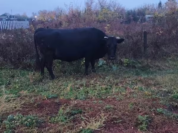 Cow, Aberdeen-Angus