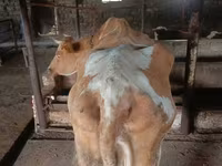 गाय, Simmental cattle — फ़ोटो 2