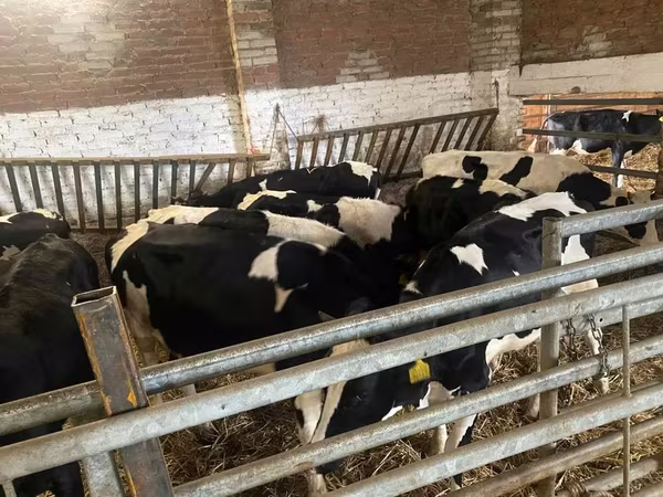 Vaca, Russian Black pied cattle