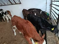 Vaca, Vaca Limousin — foto 3